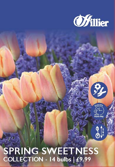 Spring Sweetness Collection Hyacinth & Tulip Bulbs 8718641996393